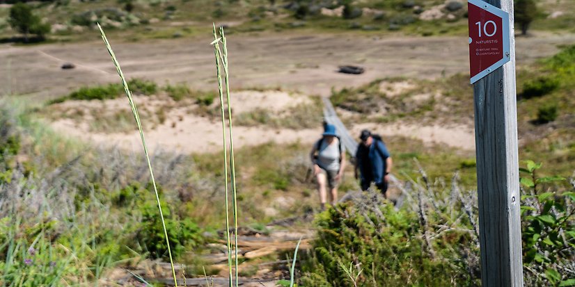 Naturen är väl värd en vandring för att uppleva. Här syns en markerad vandringsled på Sandskär. Foto: Business Tornio